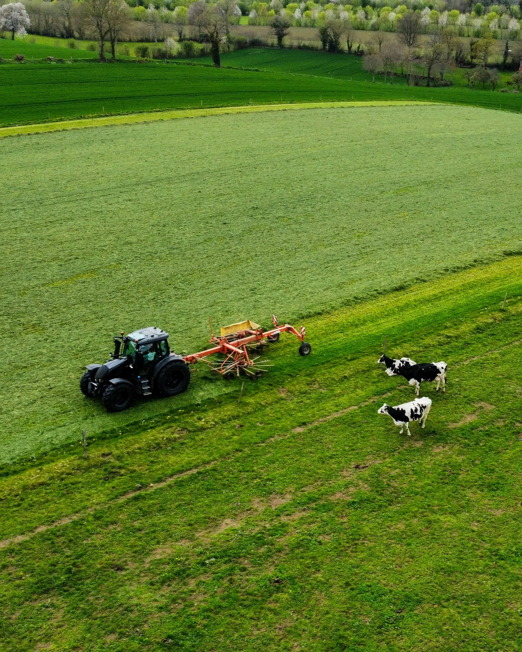 Vista aérea de trator com vacas em campo verde